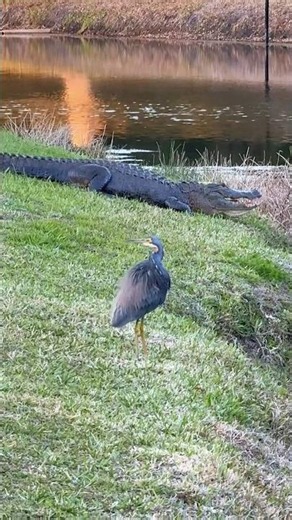Alligator nearby and they’re still unbothered