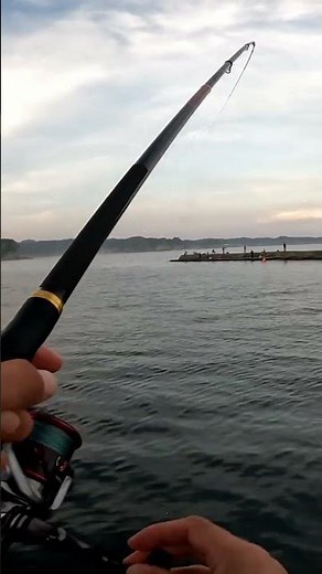 ウキ釣りでカゴカキダイ 千葉県 興津港 #shorts
