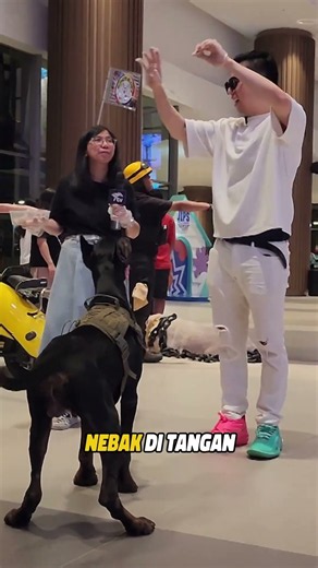 MOLLY SI DOBERMAN YANG PINTAR #shorts #tawasatwa
