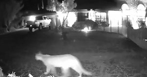 Mountain lion caught on camera chirping to cubs