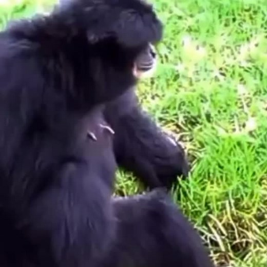 Gibbon Behavior: Chewing in Natural Habitat