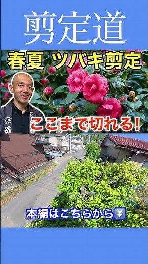 《Which branches should you keep!?》Spring and Summer Pruning for Camellias: These are the ones to ...