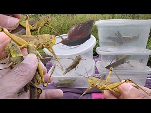 catch a giant grasshopper. grasshoppers jump and fly