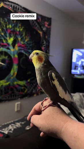 Groot's Hilarious Cookie Song Remix ft. Sullivan | Bird Singing Fun