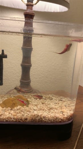 The triop colony is thinning out, which is perfectly normal #triops