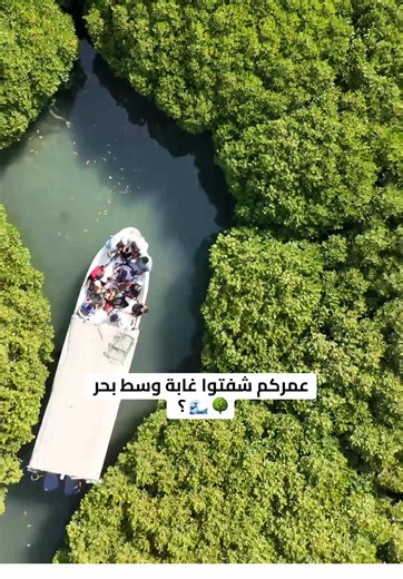 استكشف غابة المانجروف في جازان