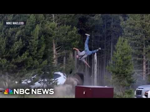 Man tossed by Yellowstone bison speaks out from hospital bed