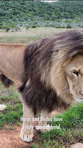 Horus & Dadou: A beautiful bond 🦁❤️🦁 Best friends Horus and Dadou were rescued as vulnerable cubs from the illegal pet trade in France. Since 2019, they’ve lived side by side at Born Free’s big cat sanctuary in Shamwari Private Game Reserve, South Africa. Now fully grown, these magnificent lions have become inseparable companions. Lavished with expert care, they thrive in their spacious, tranquil bush enclosure. Their journey is a powerful reminder of why Born Free continues to fight against t