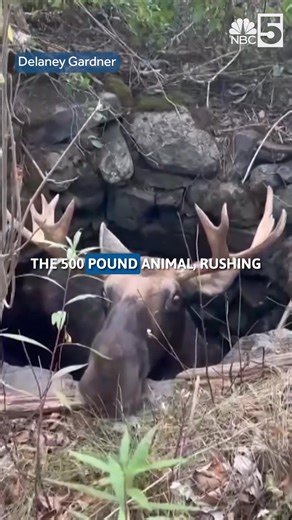 A bull moose that fell into an abandoned well in Maine was pulled to safety during an elaborate five hour rescue. Full story here: https://www.mynbc5.com/article/maine-moose-rescue-well/68022384 | My NBC5