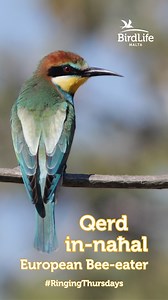 58K views · 1.8K reactions | ✨ One of Europe’s most colourful birds...