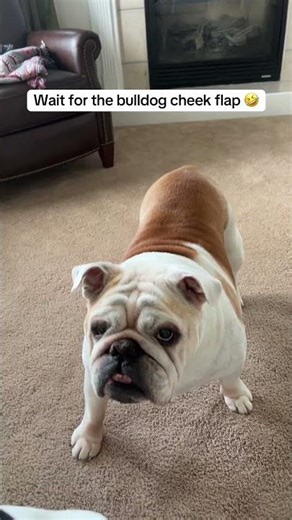 Grumpy Bulldog #dogs #englishbulldog #funnydogs