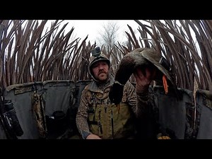 Washington state : Solo duck hunt with my dog Kona