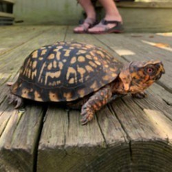 2.6K views · 39 reactions | Meet our residents of the Nature Center! Today we have Naturalist, AK, talking about our Eastern Box Turtles. | Kiawah Island Nature Program | Facebook