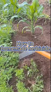 344K views · 4.5K reactions | #garden #gardening #gardeningtips #fertilizer #brownsugar #planting #farming #plants #vegetablegarden #planting #vegetablegarden #agriculture | Agriculture 2.1 | Facebook