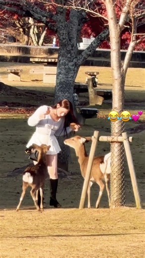 こんなの初めて見た…🦌😂