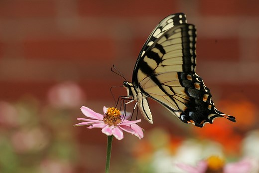Protecting Pollinators | UGA Cooperative Extension