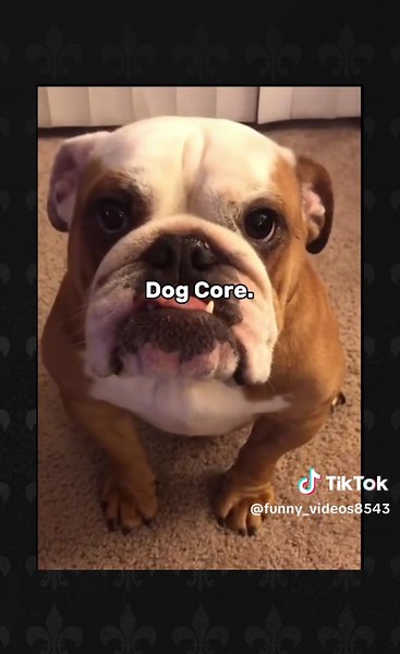 Dog core #funny #funnyvideos #dogs #fyp
