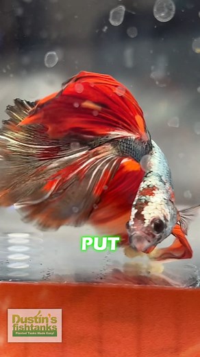Epic Betta Fish, Bag it up! Prism Bettas at Aquashella Aquarium Festival Daytona, 2023! Are you keeping Betta Fish? Does this make you want more? TANK ON! #betta #bettafish #bettas #bettatank #bettafishaquarium #bettaaquarium #fish #fishy #freshwaterfish #dustinsfishtanks #tankon #aquarium #aquariums #aquascape #aquascaping #aquariumplants #scape #aquariumhobby #fishtank #freshwateraquarium #plants #plantlife #planted #plantedtank #plantedaquarium #aquascape #aquaticplants #love #loveit | Dustin