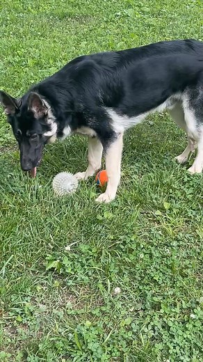 When you give a GS puppy more than 1 option for his toy 🤣 | Stepf Clarke