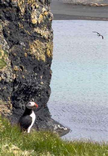How cute are these wee guys? #Dyrhólaey #Iceland 🇮🇸