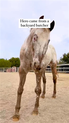 Hero came from somewhere scary. With great vet care, lots of love & Sun Chlorella USA she's healed 💚 | The Gentle Barn