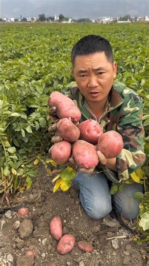 Giant Red Potato Reveal ||#shorts #farming