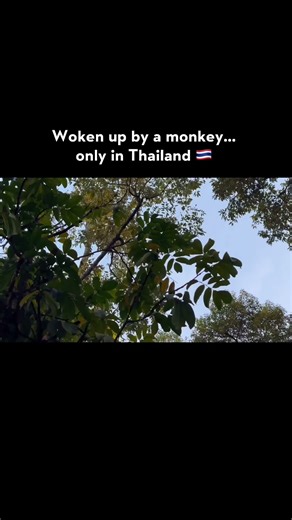 A Monkey Woke Us Up in Thailand 🐒 (The Most Peaceful Alarm Clock)