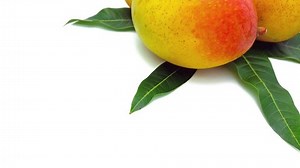 Fresh yellow red green mango fruit with green leaf isolated on white background, Panning shot
