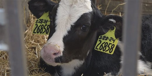 SD dairy farmer easing concerns about avian flu