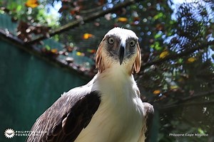 #BreedingBiyernes | PH Eagle Maginoo and PEF's Conservation Breeding This regal raptor is Maginoo, a proud symbol of our Conservation breeding program. He was hatched 24 years ago through a natural pairing between eagles Elisa (F) and Dagitab (M). Natural pairs like them actively conceive and hatch offspring at PEF's facilities. But unlike his parents, Maginoo doesn’t have a natural mate. Instead, he’s part of a unique strategy to ensure the continuity of his species. In the absence of a natural
