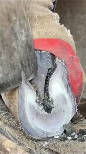 Awesome hoof trimming video!丨ASMR丨Donkey hoof cutting sound
