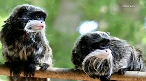 Suspect arrested in case of tamarin monkeys missing from Dallas Zoo, police say