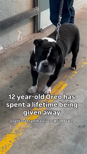 Adopt Senior Dog Oreo for a Loving Home
