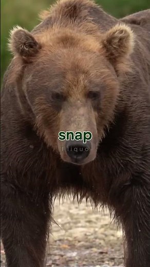 How to survive Bear Attack