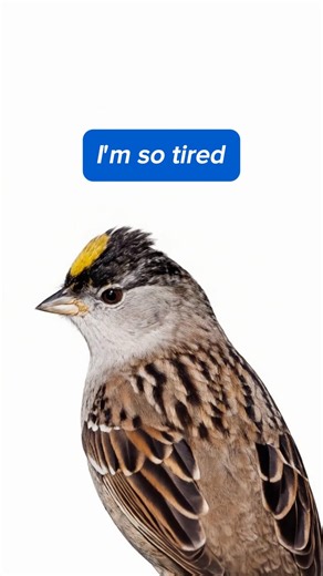 Golden-crowned Sparrow Song: “I’m So Tired” 🐦👂