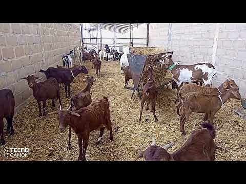 ELEVAGE DE LA CHEVRE AU MALI : UN PUISSANT MOYEN DE LUTTE CONTRE LA PAUVRETE.