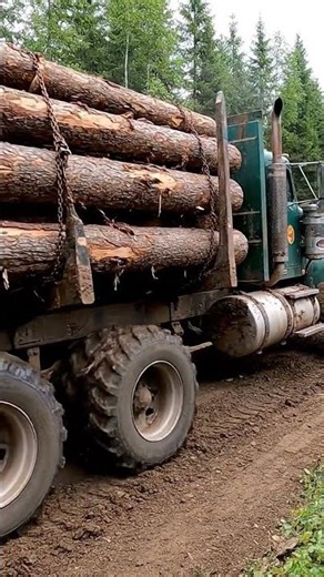 Timber Truck Inching Along Deeply Rutted Forest Road | Heavy Load Challenge