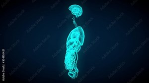 Female organs x-ray scan - rotating on dark background - concept for anatomy and physiology, 4K 60fps UHD 3D seamless looping animation