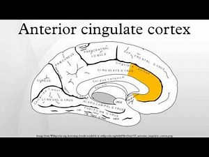Anterior cingulate cortex