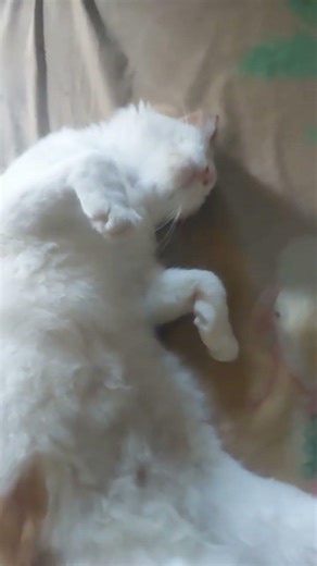 cats never think #cat