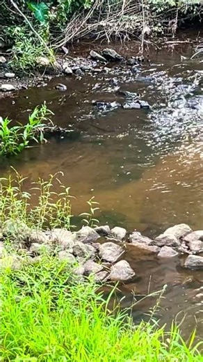 Creek pools