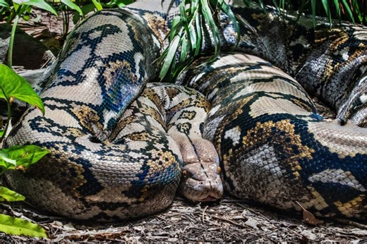 6-Foot-Long Python Spotted Crawling in Graveyard in Hyderabad's Falaknuma, Video Will Give You Chills | Watch