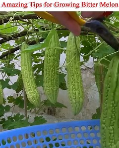 1.6M views · 6.6K reactions | In broad sun, bitter melon plants thrive best. A spot with at least six hours of direct sunlight every day should be chosen. Soil that is well-drained and rich in organic matter is essential for growing bitter melon plants. Composted organic matter or aged animal dung can be added to the prepared soil after it has been completely weeded and tilled over. | Small Vegetable Garden | Facebook