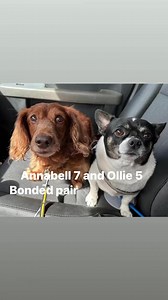 2.3K views · 50 reactions | All available for adoption crossedpawspetrescue.org | Crossed Paws Pet Rescue | Facebook