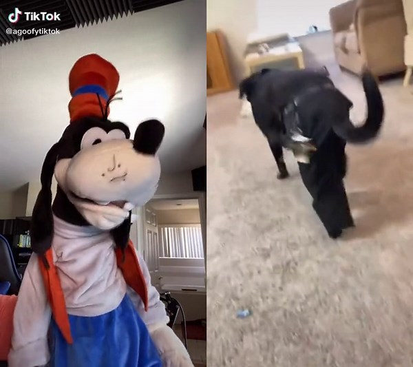 #duet with @sundaetheblacklab Goofy gets salty #goofy