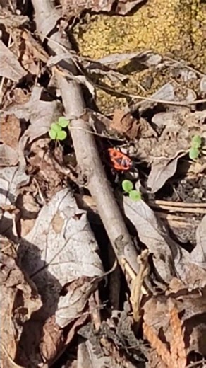 Firebugs mating #firebug #mating #shorts #bug #insect #naturelovers #nature