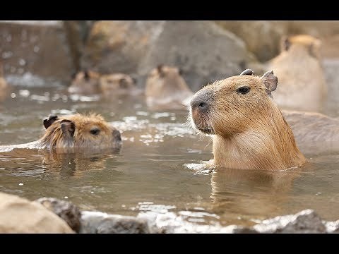 ほっこり、カピバラの露天風呂＝伊豆シャボテン動物公園