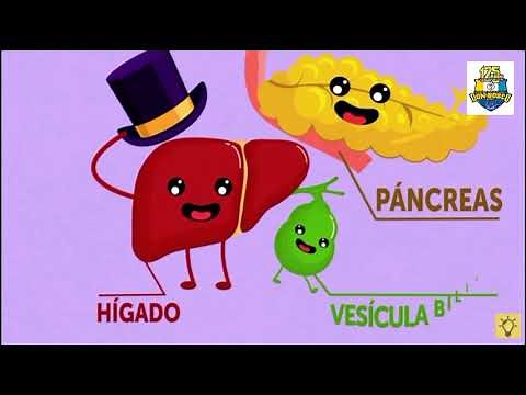 JUEGO INTERACTIVO SISTEMA DIGESTIVO