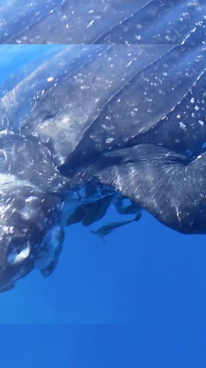 Endangered leatherback turtle attacks our boat! #wild #turtle #ocean #attack