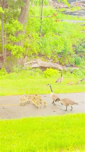 Family of Geese Crossing the Road – Nature’s Beautiful Moment #canada #canadadiaries